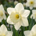 Narcissus 'Watch Up' - Narzisse