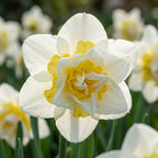 Narzisse 'White Lion' - 15 Stück - LumiBlumi
