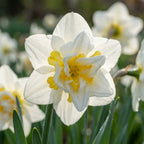 Narzisse 'White Lion' - 15 Stück - LumiBlumi