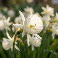 Narzisse 'Bulbocodium White Petticoat' - 25 Stück