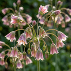 Nectaroscordum siculum (Allium bulgaricum) - 20 Stück - LumiBlumi
