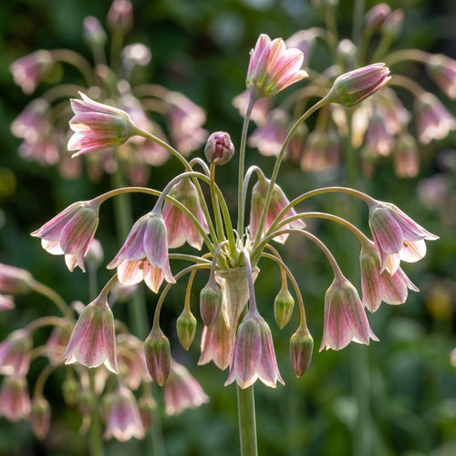 Nectaroscordum siculum (Allium bulgaricum) - 20 Stück - LumiBlumi