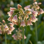 Nectaroscordum siculum (Allium bulgaricum) - 20 Stück - LumiBlumi