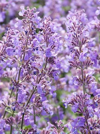 Katzenminze Nepeta six hills giant faassenii