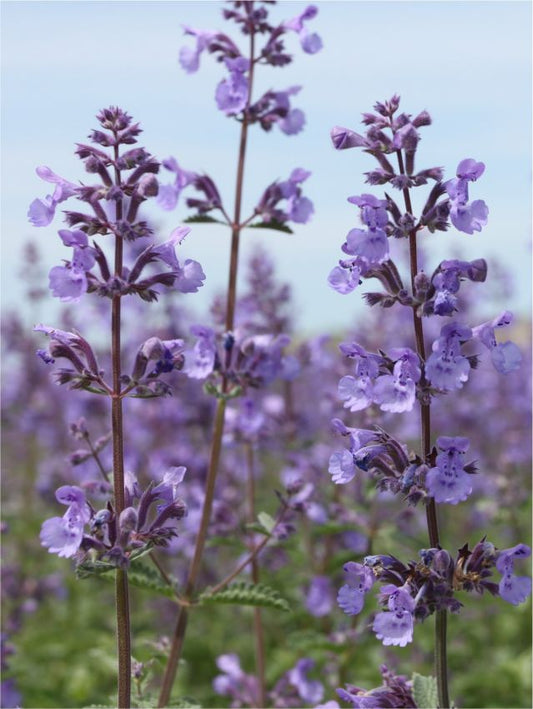 Katzenminze Nepeta walker's low faassenii