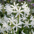 Guernseylilie 'Bowdenii Alba' - 3 Stück - LumiBlumi