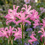 Guernseylilie 'Bowdenii' - 4 Stück - LumiBlumi