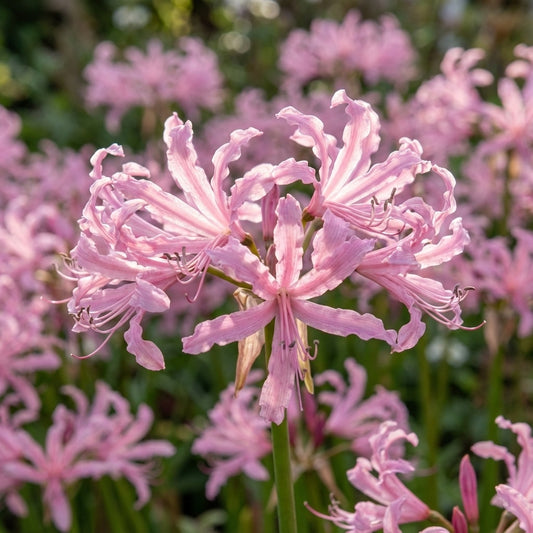 Nerine 'Undulata' - Guernseylilie