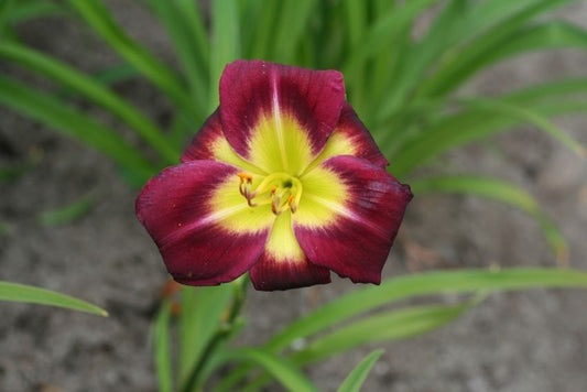 Taglilien Hemerocallis night beacon