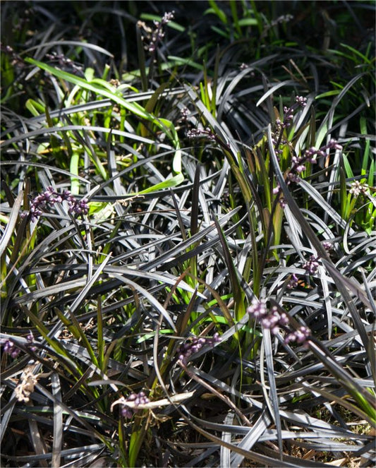 Stauden Ophiopogon niger planiscarpus