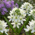 Milchstern 'Balansae Oligophyllum' - 20 Stück