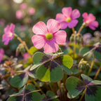 Sauerklee 'Iron Cross' - 50 Stück