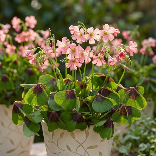 Sauerklee 'Deppei' - 50 Stück