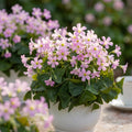 Sauerklee 'Fanny Triangularis' - 20 Stück - LumiBlumi
