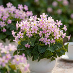 Sauerklee 'Fanny Triangularis' - 20 Stück - LumiBlumi