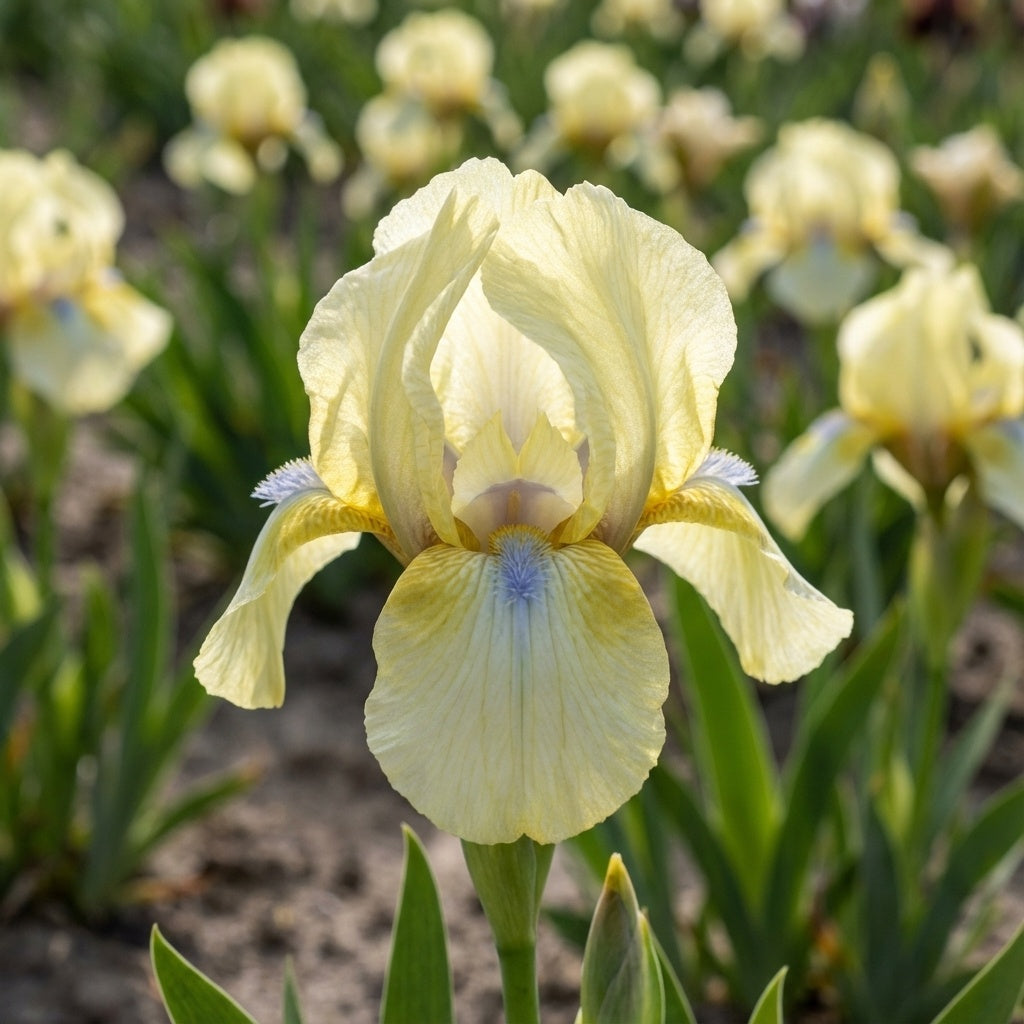 Iris 'Doll Dear Pumila' - Schwertlilie - LumiBlumi