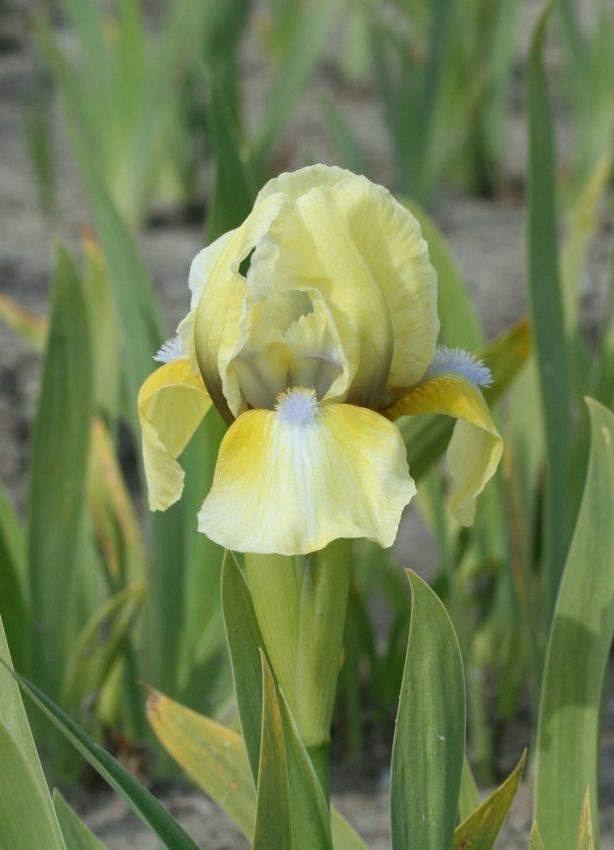 Iris Iris doll dear pumila