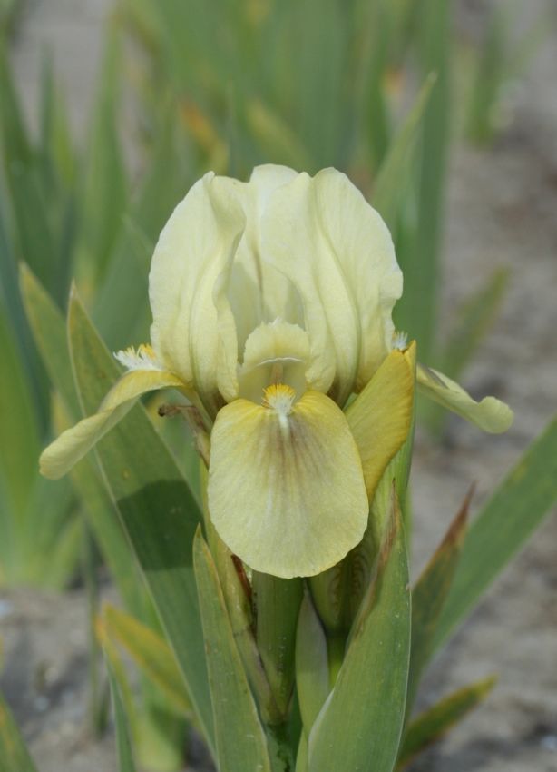 Iris Iris green spot pumila