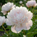 Paeonia 'Alba Plena' - Pfingstrose, Bauernrose
