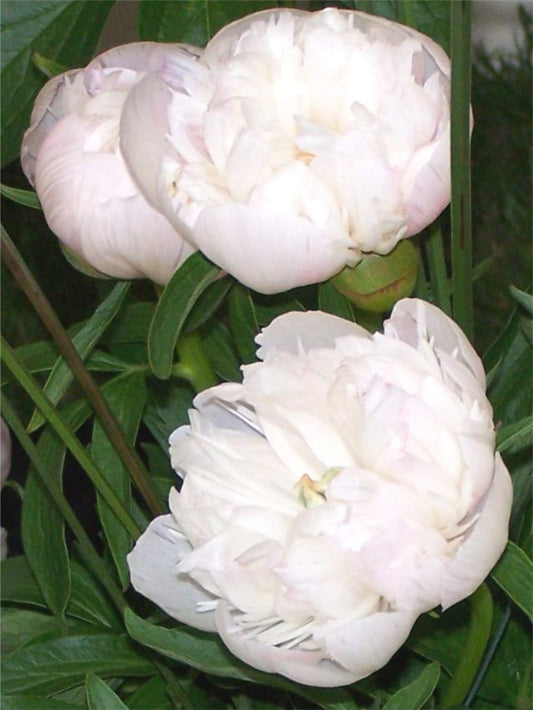 Pfingstrose Paeonia alba plena