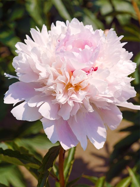 Pfingstrose Paeonia alertie