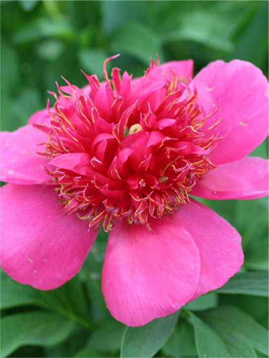 Pfingstrose Paeonia anemoniflora
