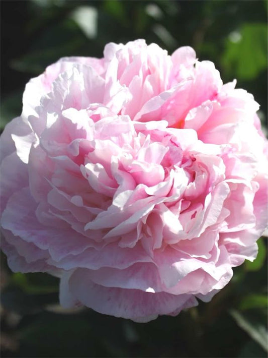 Pfingstrose Paeonia angel cheeks