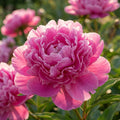 Paeonia 'Bouquet Perfect' - Pfingstrose, Bauernrose