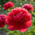 Paeonia 'Carol' - Pfingstrose, Bauernrose