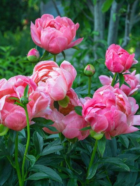 Paeonia 'Coral Charm' - Pfingstrose, Bauernrose