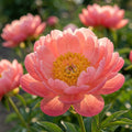 Pfingstrose 'Coral Sunset' - 2 Stück - LumiBlumi