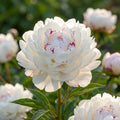 Paeonia 'Couronne D'Or' - Pfingstrose, Bauernrose - LumiBlumi