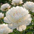 Pfingstrose 'Duchesse De Nemours' - 2 Stück - LumiBlumi