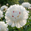 Paeonia 'Festiva Maxima' - Pfingstrose