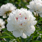 Paeonia 'Festiva Maxima' - Pfingstrose