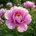 Paeonia 'Paeonia First Arrival' - Pfingstrose - LumiBlumi