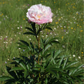 Paeonia 'Germaine Bigot Lact.' - Pfingstrose, Bauernrose - LumiBlumi