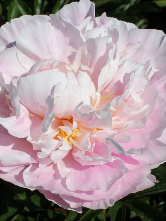 Pfingstrose Paeonia germaine bigot lact.