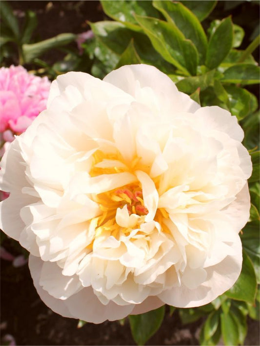 Pfingstrose Paeonia golden fleece