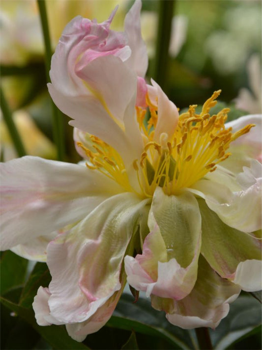 Pfingstrose Paeonia green lotus
