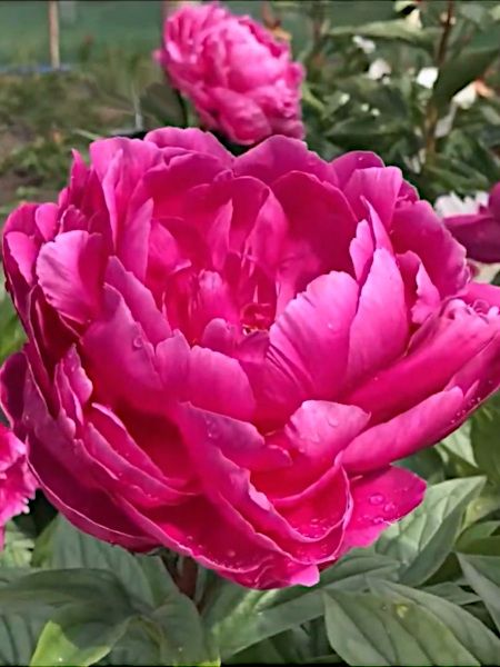 Pfingstrose Paeonia jadwiga lact.
