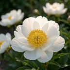 Pfingstrose 'Jan Van Leeuwen' - 2 Stück - LumiBlumi
