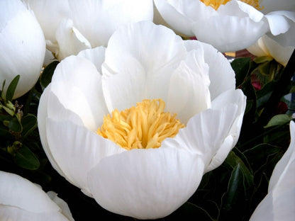 Paeonia 'Jan Van Leeuwen' - Pfingstrose, Bauernrose