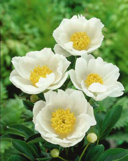 Pfingstrose Paeonia jan van leeuwen