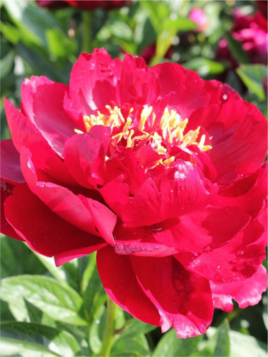 Pfingstrose Paeonia joyce elle