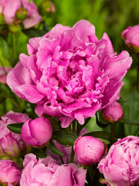 Pfingstrose Paeonia alexander fleming