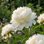 Pfingstrose 'Duchesse De Nemours' - 2 Stück - LumiBlumi
