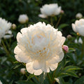 Pfingstrose 'Immaculee Lact' - 5 Stück - LumiBlumi