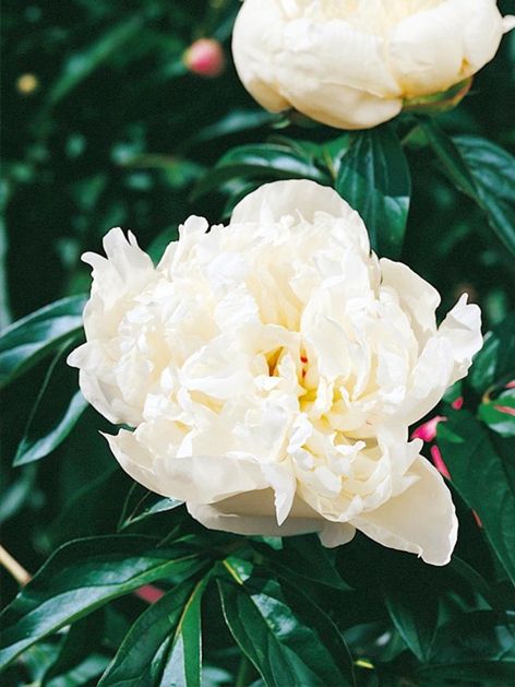Pfingstrose Paeonia immaculee lact