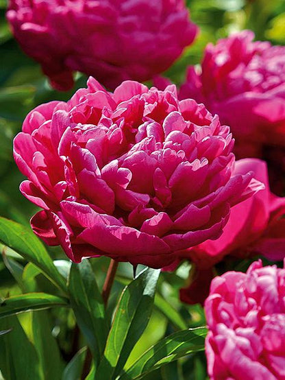 Pfingstrose Paeonia karl rosenfield
